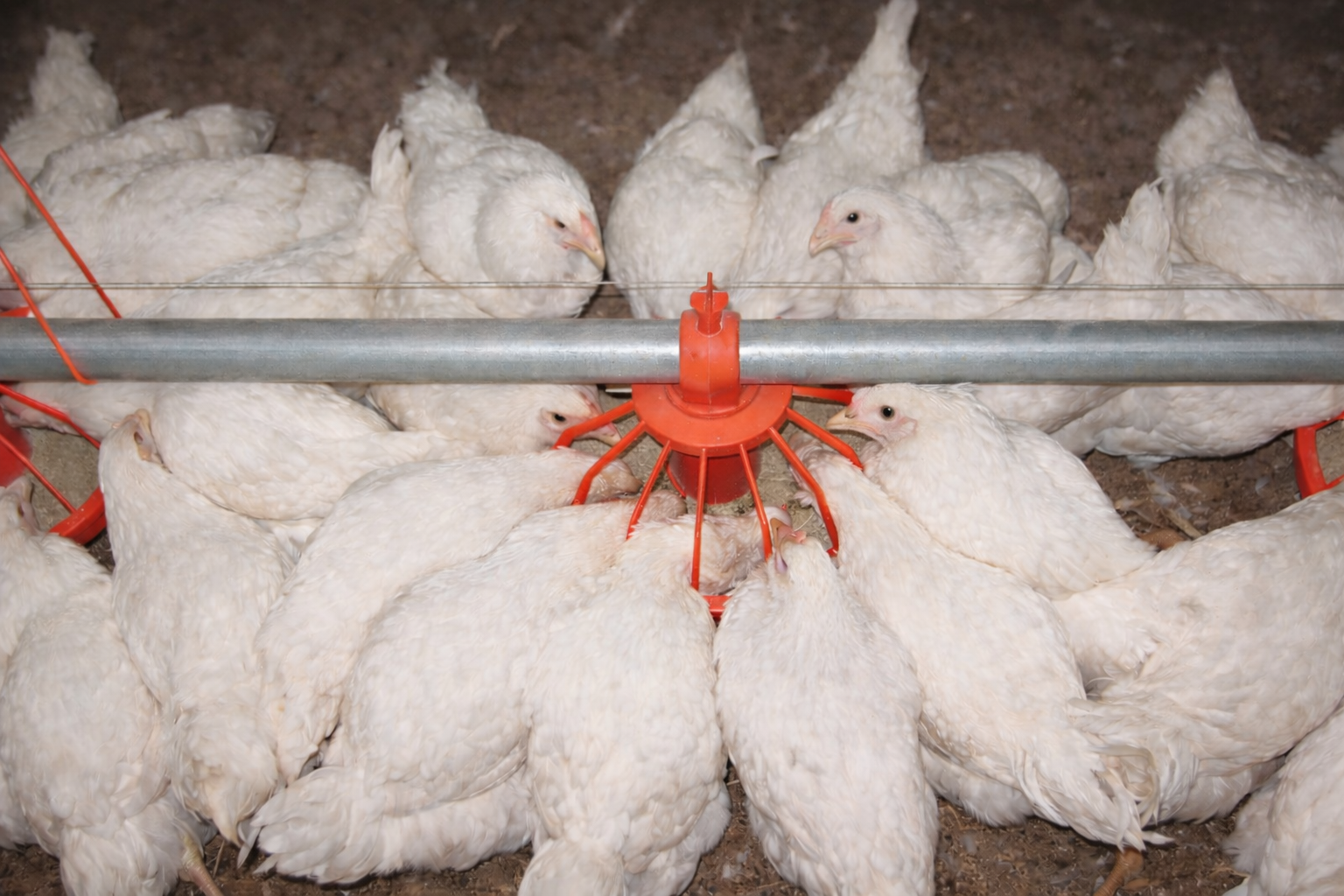 Impianti 0-20 settimane 